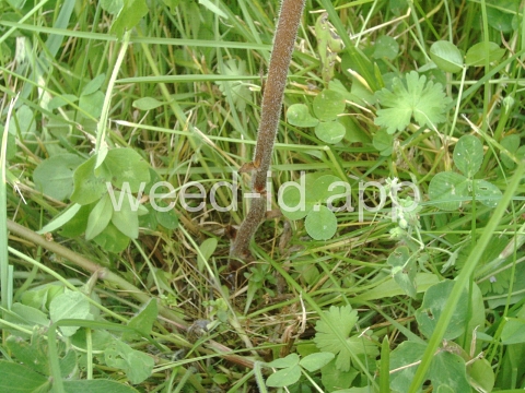 broomrape, small